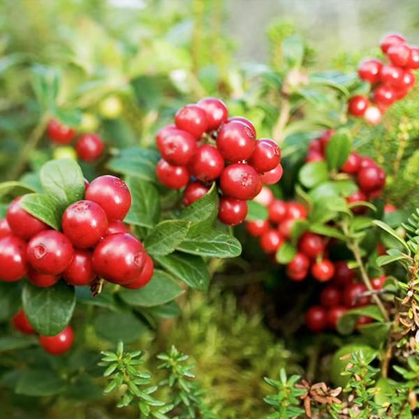 Vaccinium Vitis Idaea Red Candy Lingonberry - View 4 from www redcrocus com