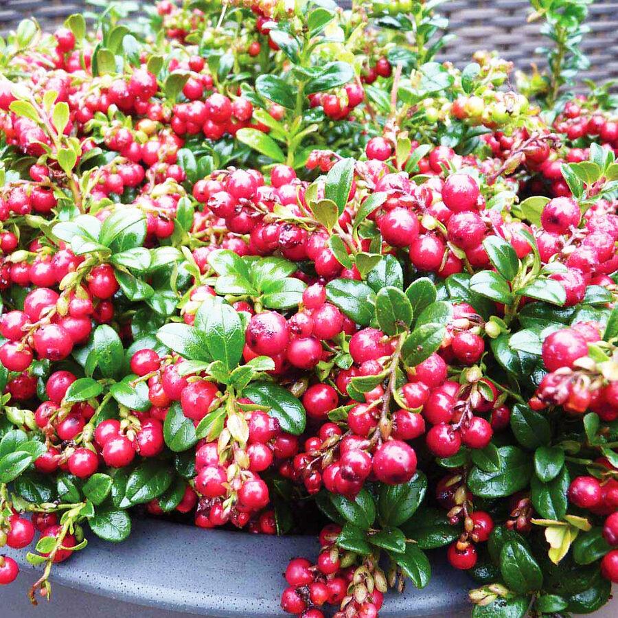 Vaccinium Vitis Idaea Red Candy Lingonberry - View 5 from www redcrocus com