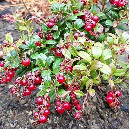 Vaccinium Vitis Idaea Red Candy Lingonberry - View 6 from www redcrocus com