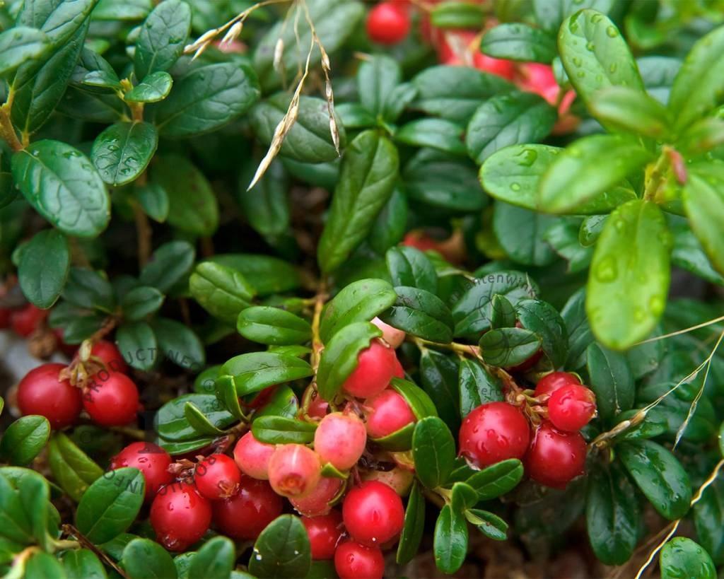 Vaccinium Vitis Idaea Red Candy Lingonberry - View 8 from www redcrocus com