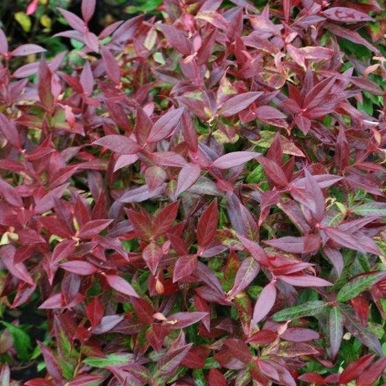 Leucothoe Fontanesiana 'scarletta' - View 10 from www redcrocus com