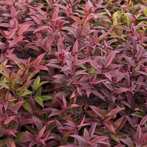 Leucothoe Fontanesiana 'scarletta' - View 11 from www redcrocus com