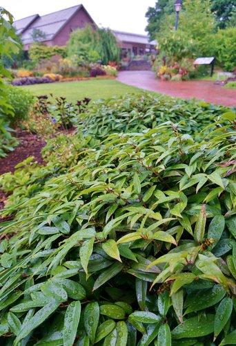 Leucothoe Fontanesiana 'scarletta' - View 12 from www redcrocus com