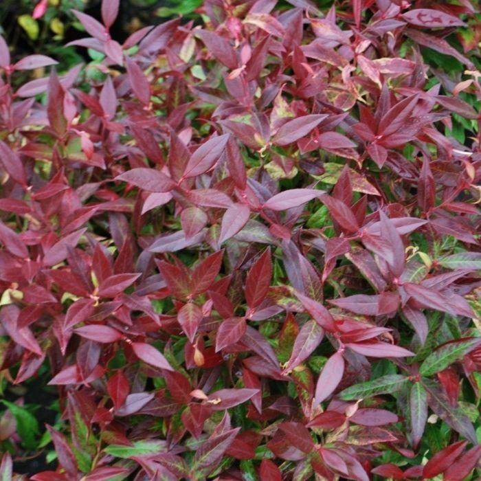 Leucothoe Fontanesiana 'scarletta' - View 15 from www redcrocus com