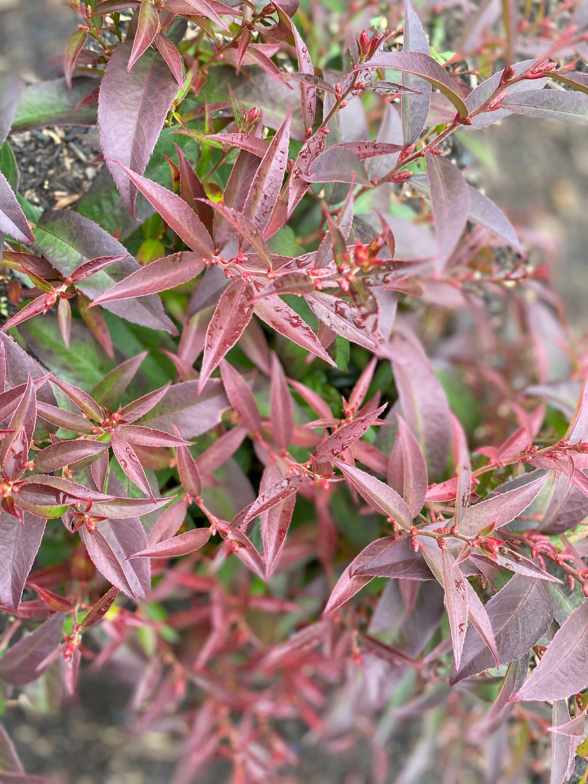 Leucothoe Fontanesiana 'scarletta' - View 19 from www redcrocus com