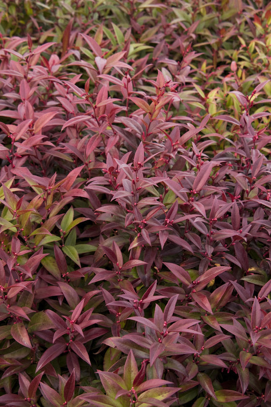 Leucothoe Fontanesiana 'scarletta' - View 1 from www redcrocus com