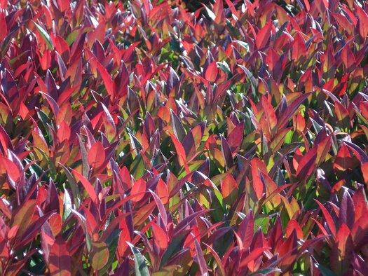 Leucothoe Fontanesiana 'scarletta' - View 20 from www redcrocus com