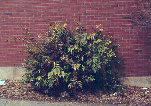 Leucothoe Fontanesiana 'scarletta' - View 21 from www redcrocus com