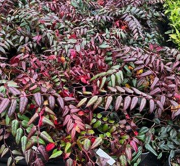 Leucothoe Fontanesiana 'scarletta' - View 22 from www redcrocus com