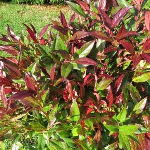 Leucothoe Fontanesiana 'scarletta' - View 28 from www redcrocus com