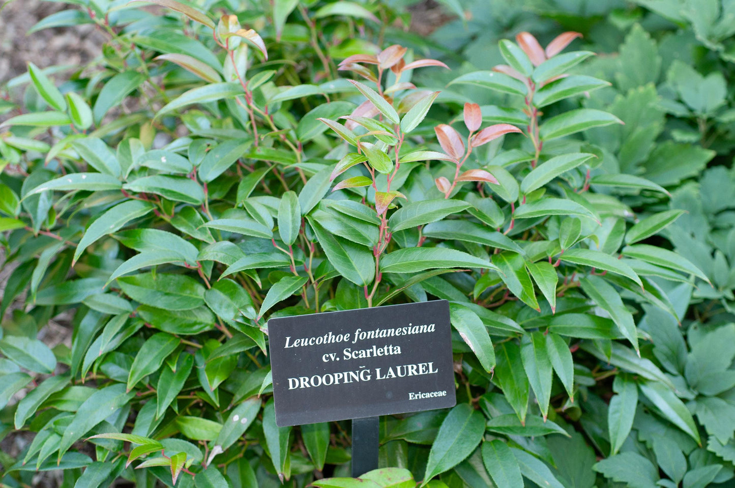Leucothoe Fontanesiana 'scarletta' - View 30 from www redcrocus com