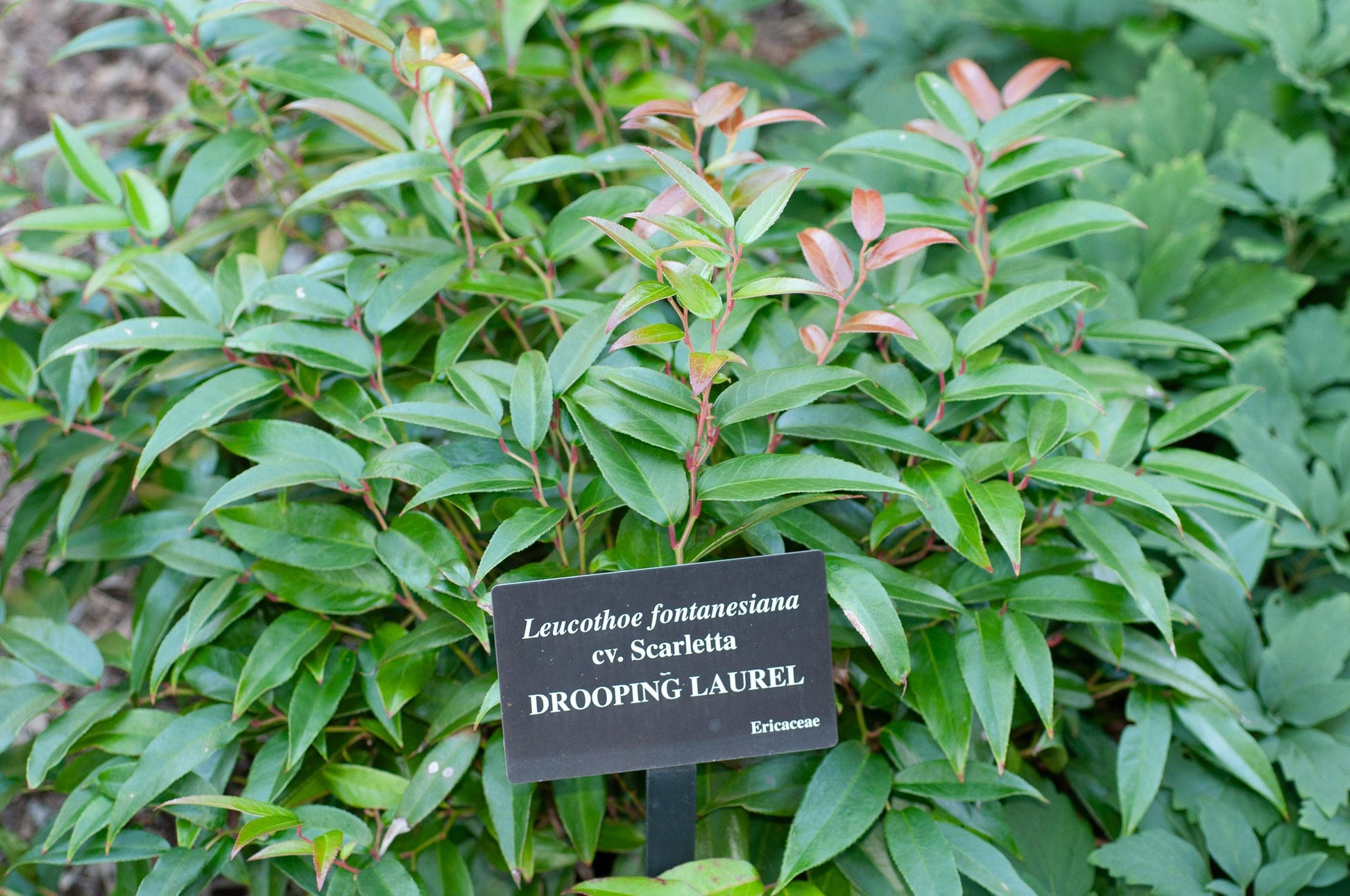 Leucothoe Fontanesiana 'scarletta' - View 30 from www redcrocus com