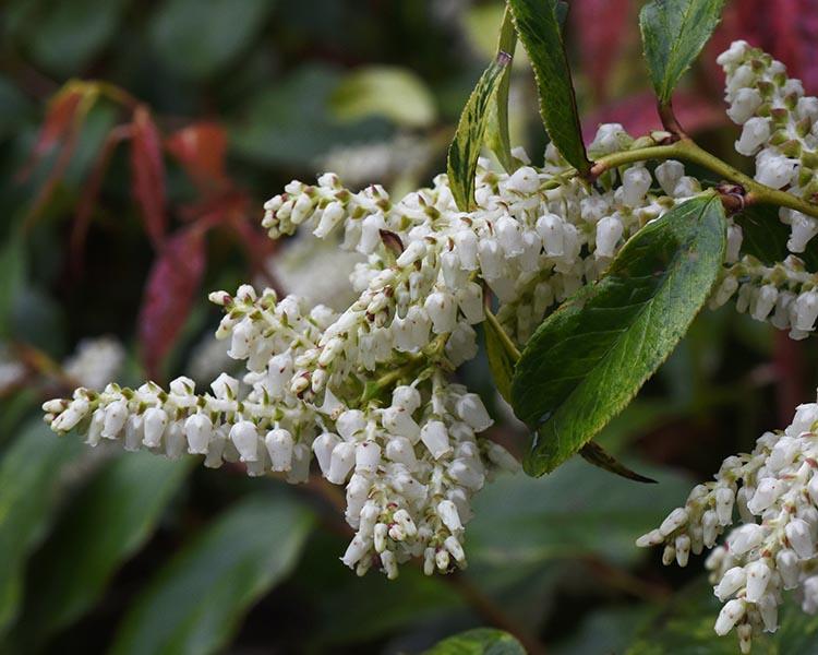 Leucothoe Fontanesiana 'scarletta' - View 33 from www redcrocus com