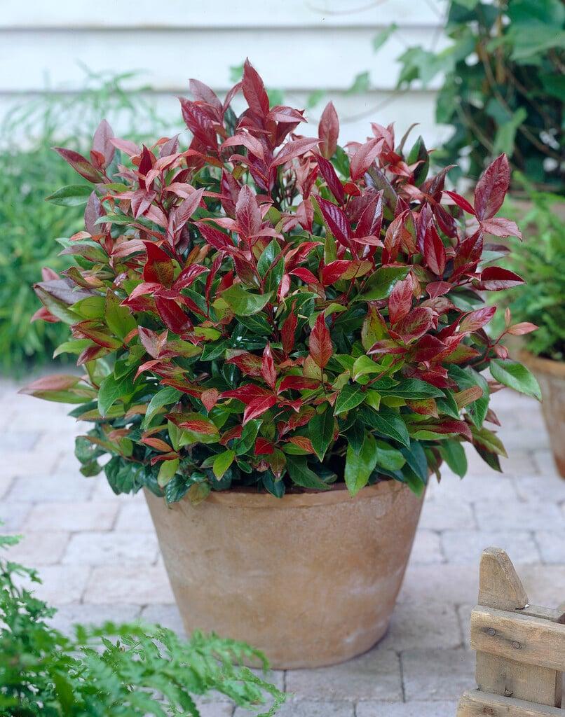 Leucothoe Fontanesiana 'scarletta' - View 35 from www redcrocus com