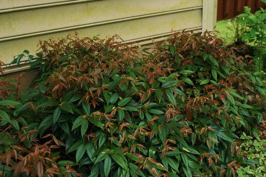 Leucothoe Fontanesiana 'scarletta' - View 4 from www redcrocus com