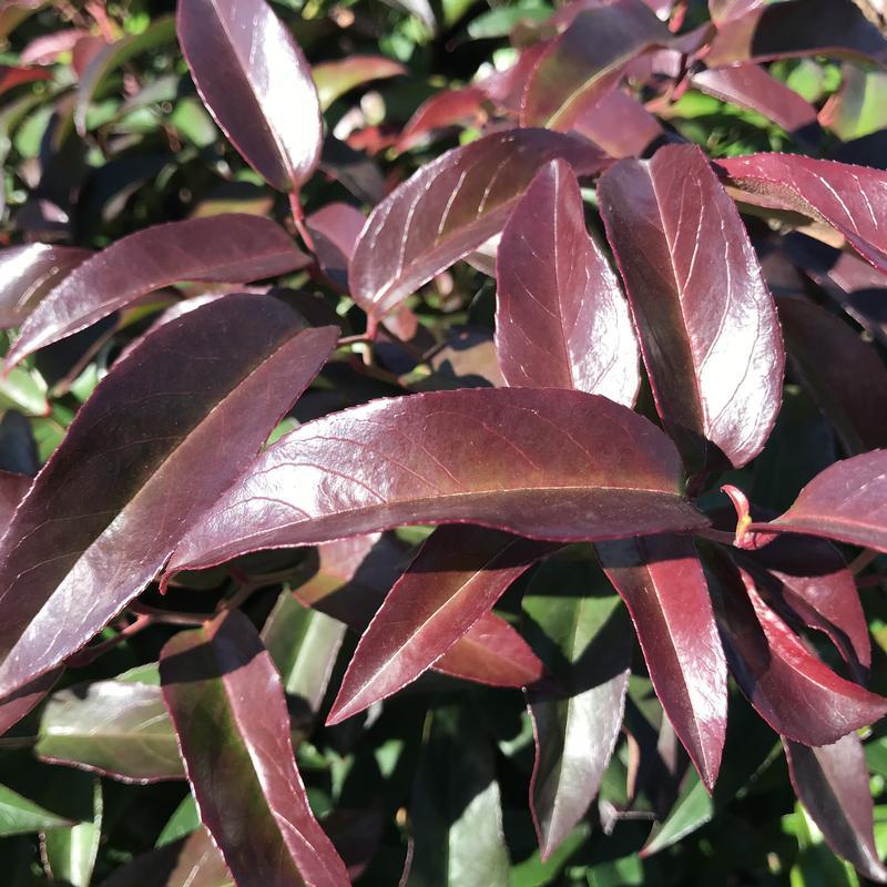 Leucothoe Fontanesiana 'scarletta' - View 5 from www redcrocus com