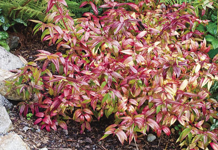 Leucothoe Fontanesiana 'scarletta' - View 8 from www redcrocus com