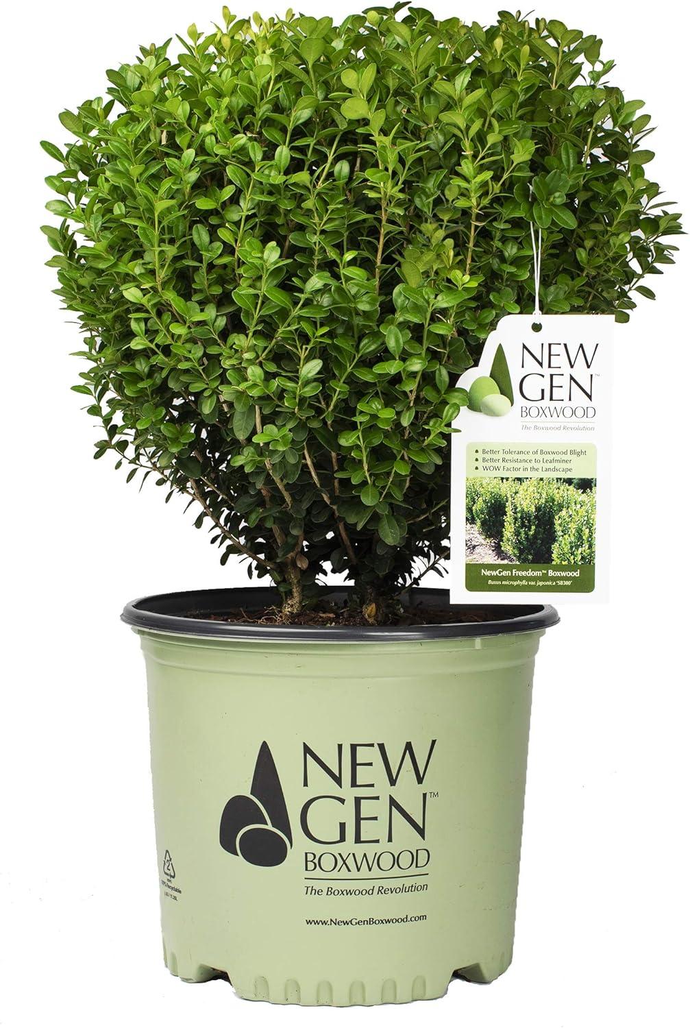Buxus Newgen Freedom - View 13 from www redcrocus com