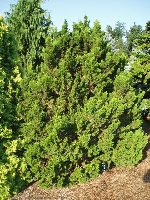 Chamaecyparis Obtusa 'rigid Dwarf' - View 12 from www redcrocus com