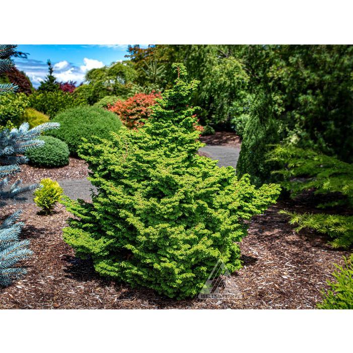 Chamaecyparis Obtusa 'rigid Dwarf' - View 17 from www redcrocus com