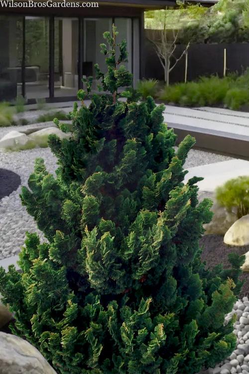 Chamaecyparis Obtusa 'rigid Dwarf' - View 1 from www redcrocus com