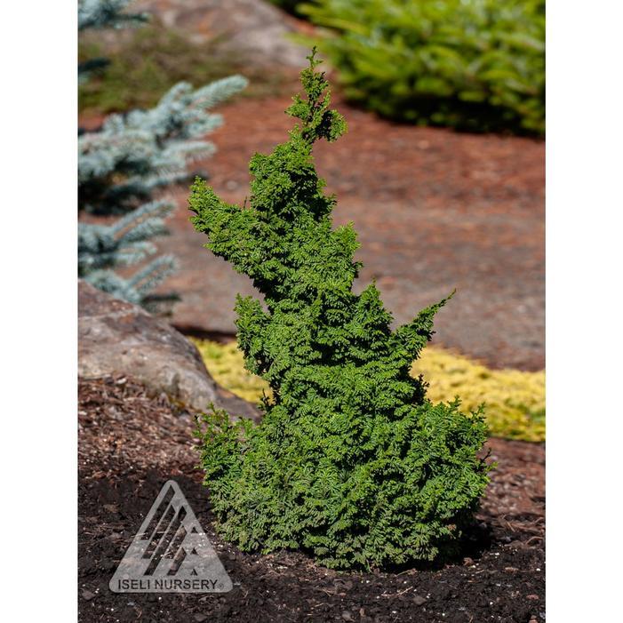 Chamaecyparis Obtusa 'rigid Dwarf' - View 24 from www redcrocus com