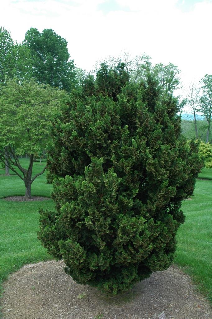 Chamaecyparis Obtusa 'rigid Dwarf' - View 27 from www redcrocus com