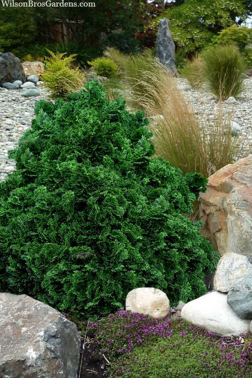 Chamaecyparis Obtusa 'rigid Dwarf' - View 28 from www redcrocus com