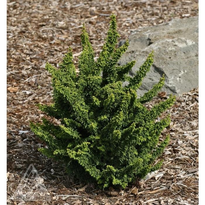 Chamaecyparis Obtusa 'rigid Dwarf' - View 30 from www redcrocus com