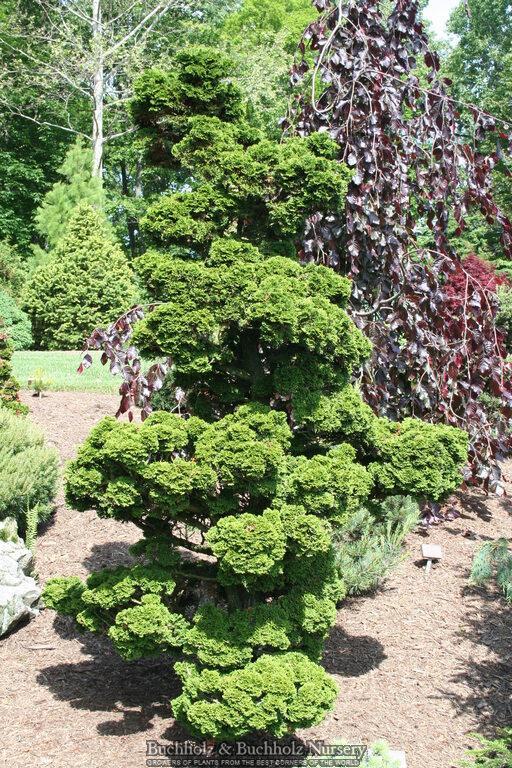 Chamaecyparis Obtusa 'rigid Dwarf' - View 4 from www redcrocus com