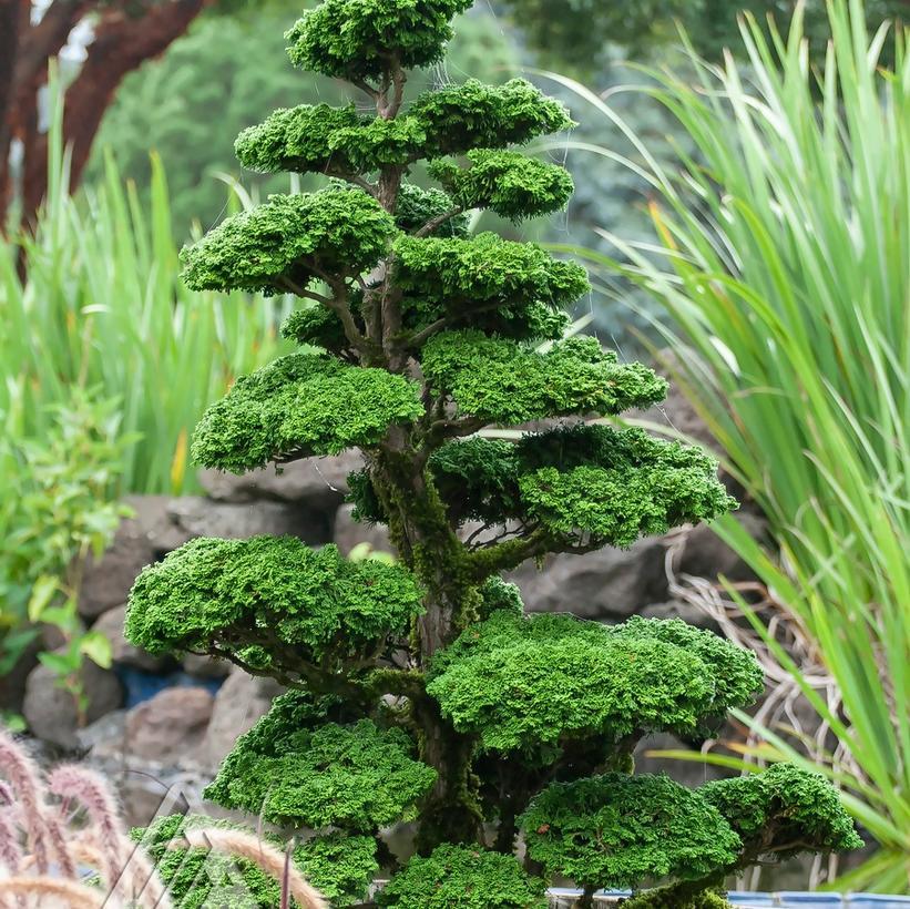 Chamaecyparis Obtusa 'rigid Dwarf' - View 5 from www redcrocus com