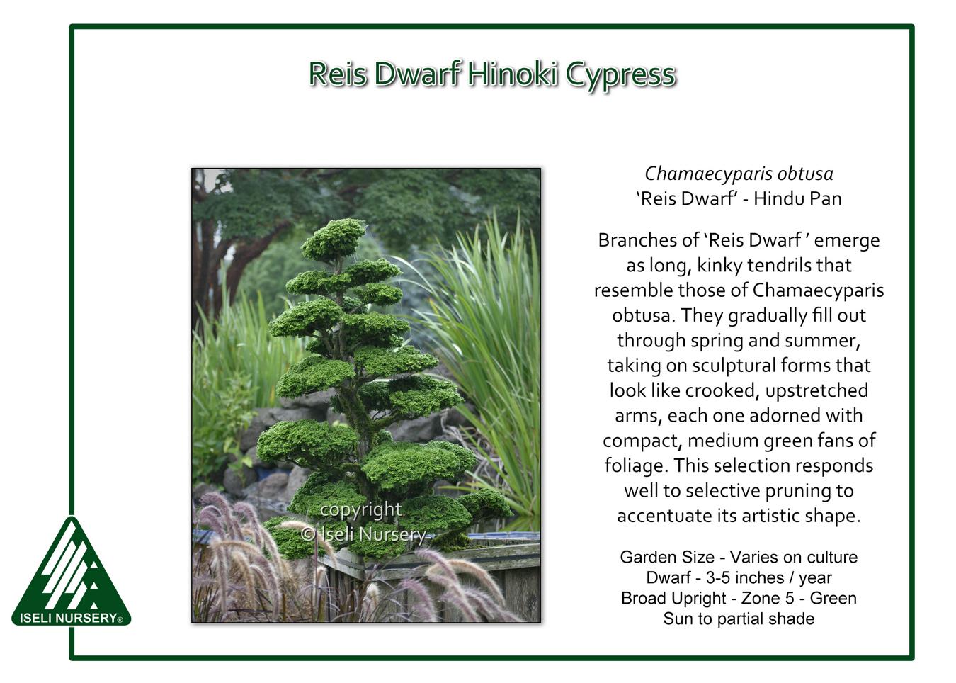 Chamaecyparis Obtusa 'rigid Dwarf' - View 8 from www redcrocus com