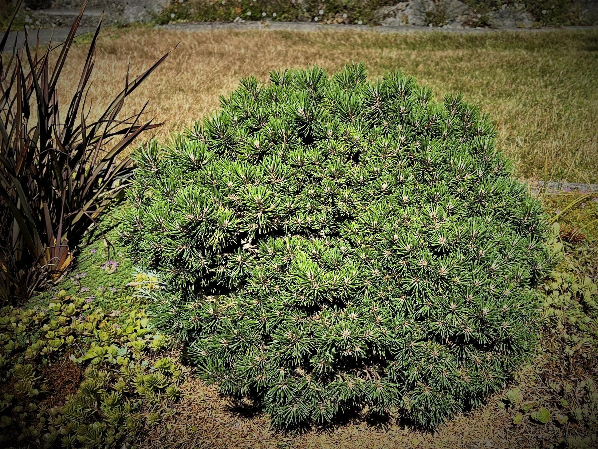 Pinus Mugo 'nippon Glow' - View 10 from www redcrocus com