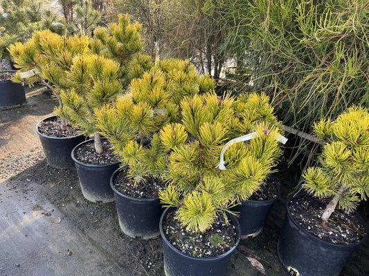 Pinus Mugo 'nippon Glow' - View 1 from www redcrocus com