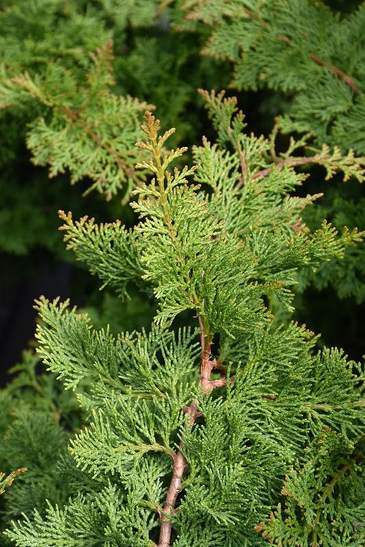 Chamaecyparis Obtusa Jade Waves - View 1 from www redcrocus com