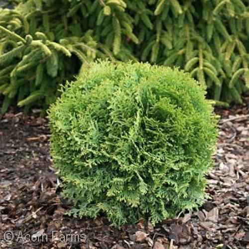 Thuja Occidentalis Little Giant - View 13 from www redcrocus com