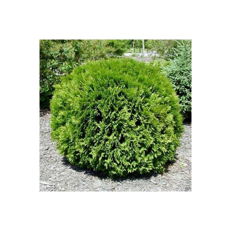 Thuja Occidentalis Little Giant - View 16 from www redcrocus com