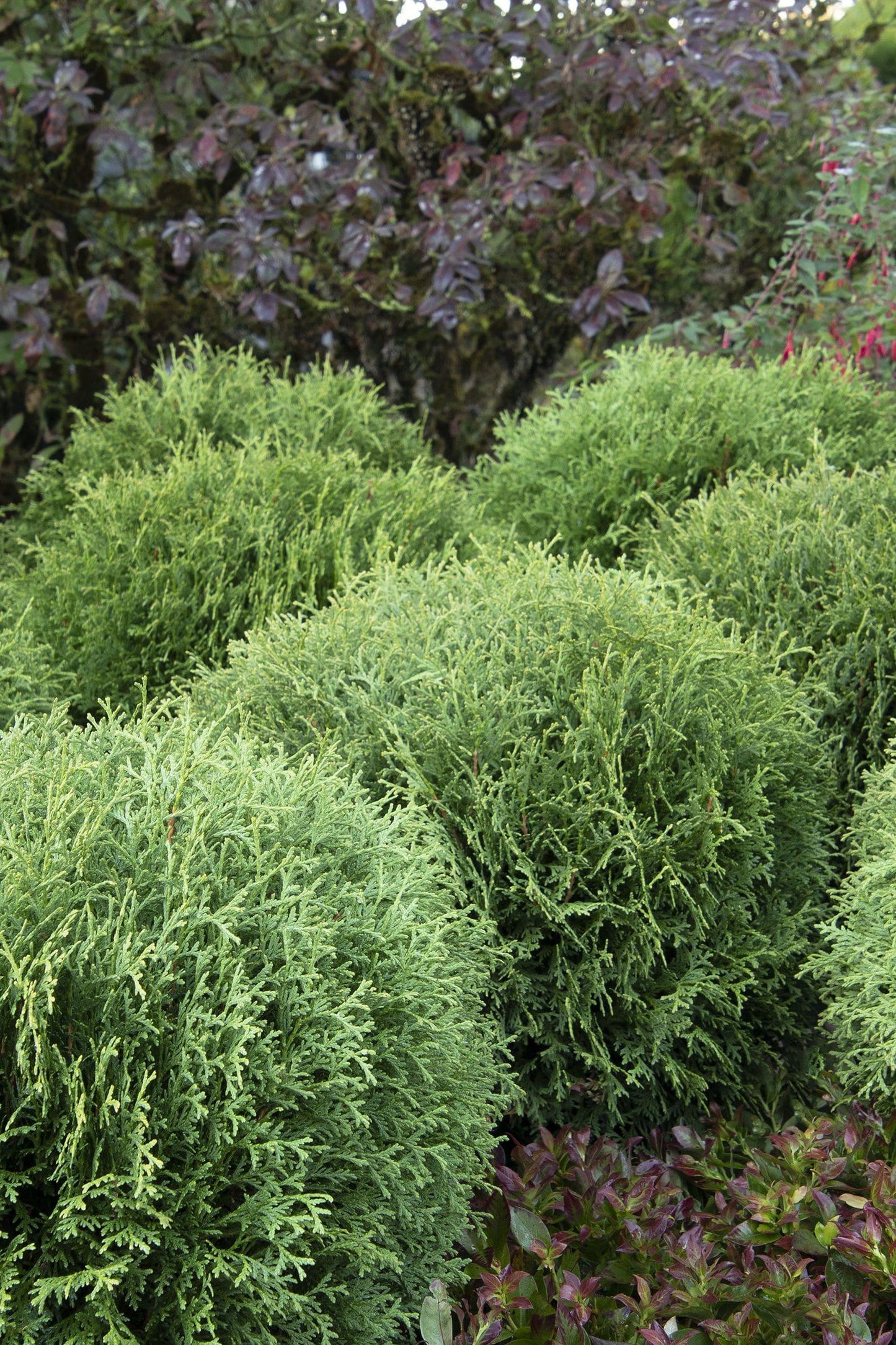 Thuja Occidentalis Little Giant - View 17 from www redcrocus com