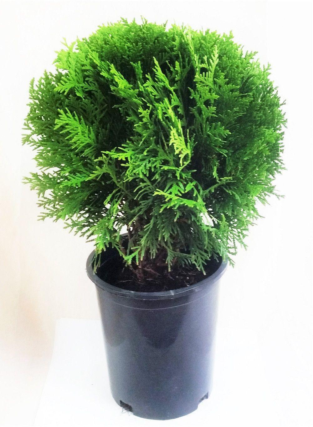 Thuja Occidentalis Little Giant - View 18 from www redcrocus com