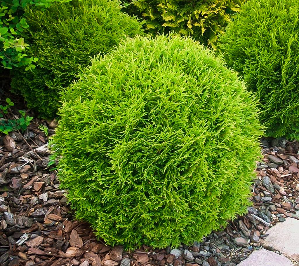 Thuja Occidentalis Little Giant - View 2 from www redcrocus com
