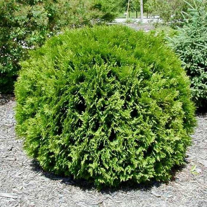 Thuja Occidentalis Little Giant - View 5 from www redcrocus com