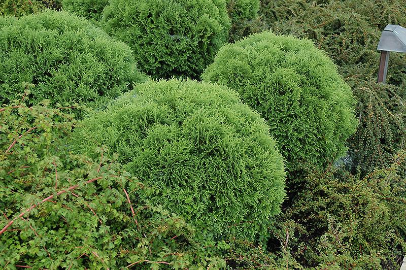 Thuja Occidentalis Little Giant - View 7 from www redcrocus com