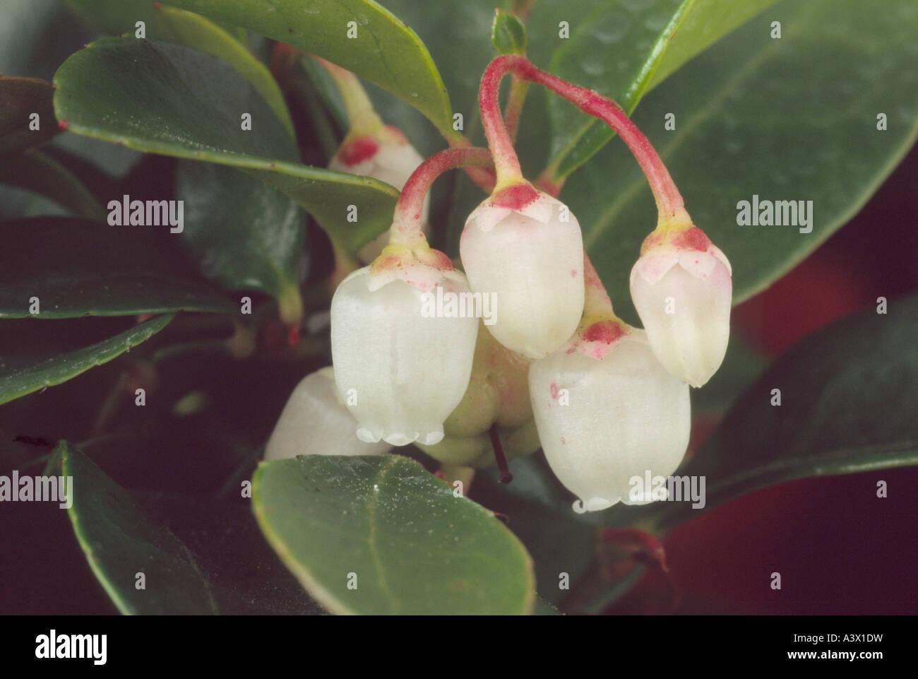 Gaultheria Procumbens White - View 10 from www redcrocus com