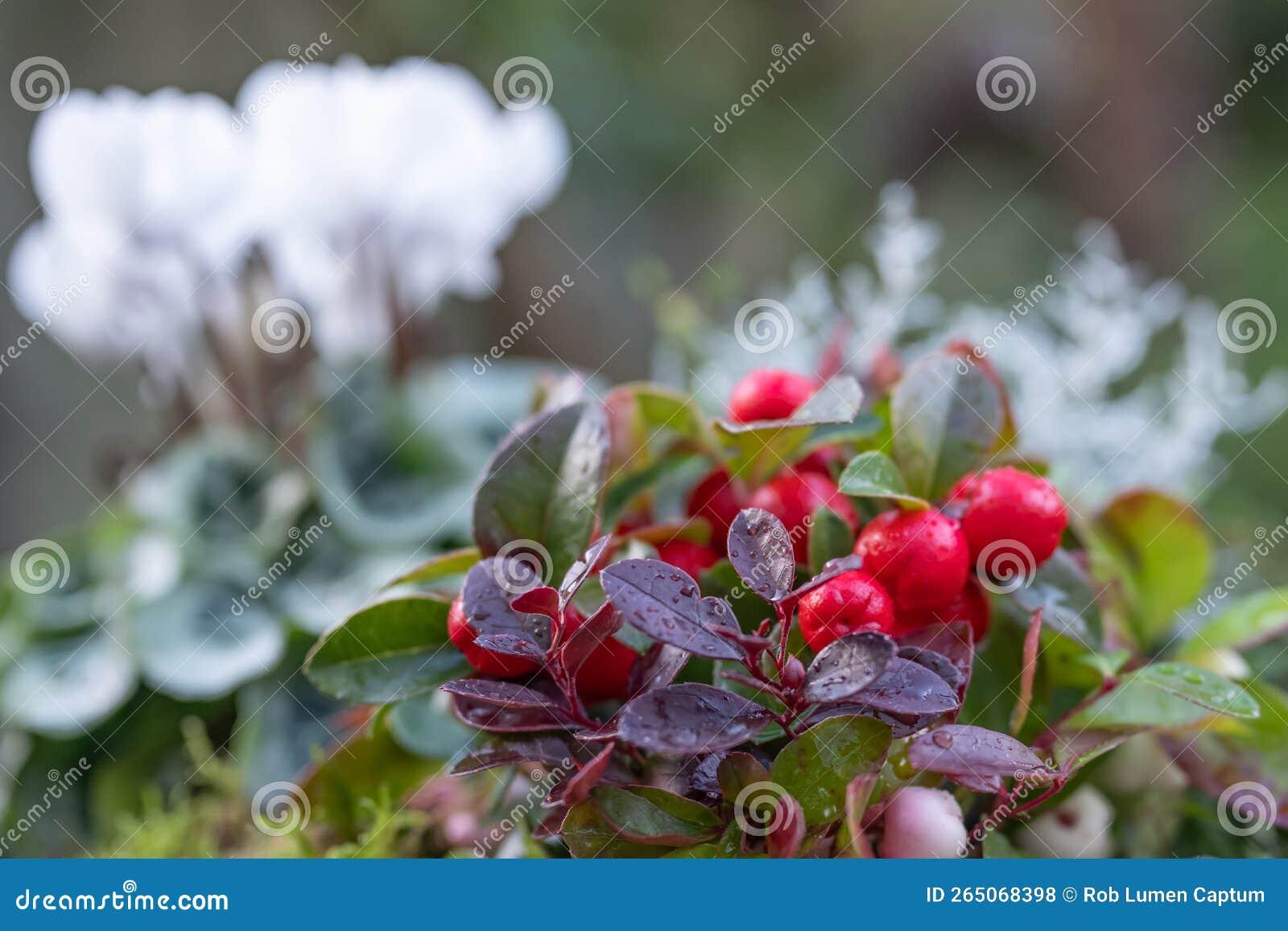 Gaultheria Procumbens White - View 12 from www redcrocus com