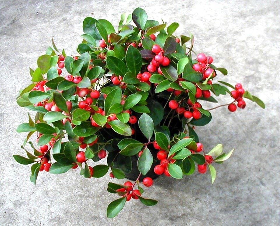 Gaultheria Procumbens White - View 20 from www redcrocus com