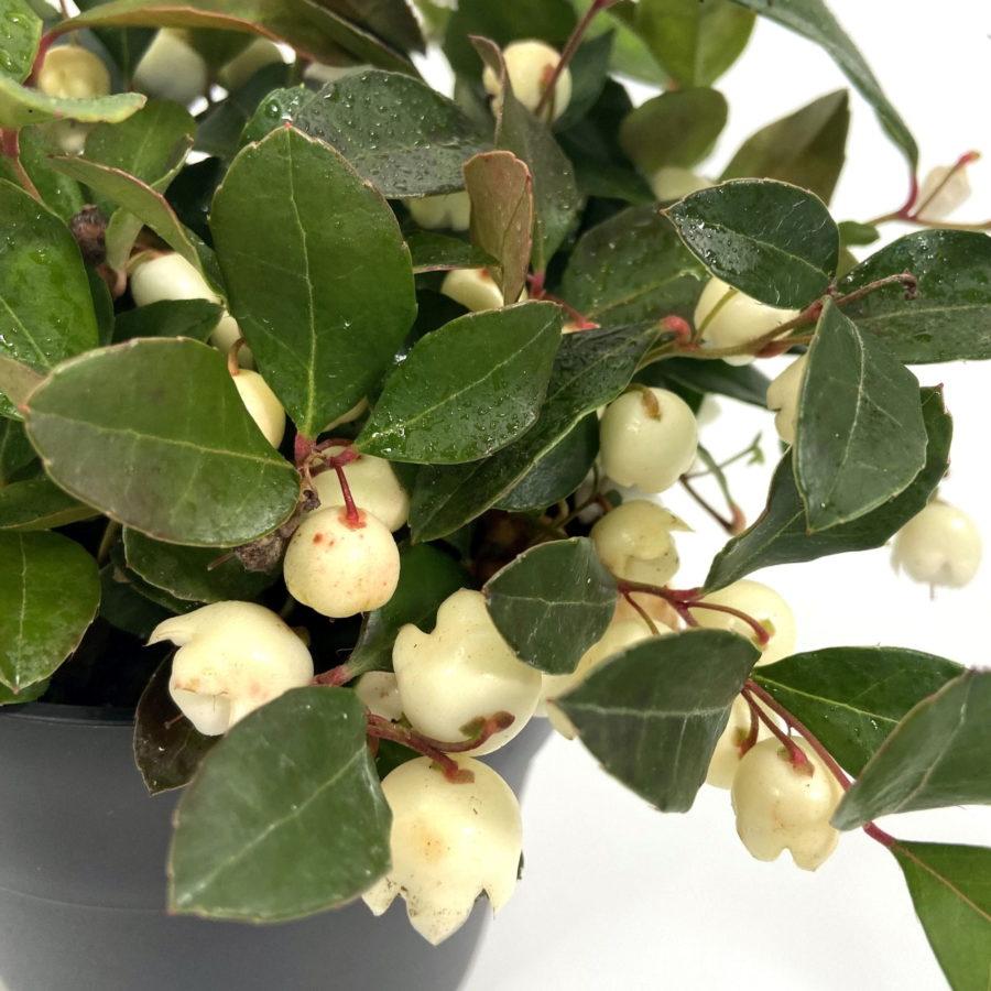 Gaultheria Procumbens White - View 2 from www redcrocus com