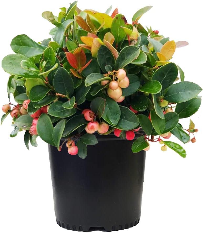 Gaultheria Procumbens White - View 3 from www redcrocus com