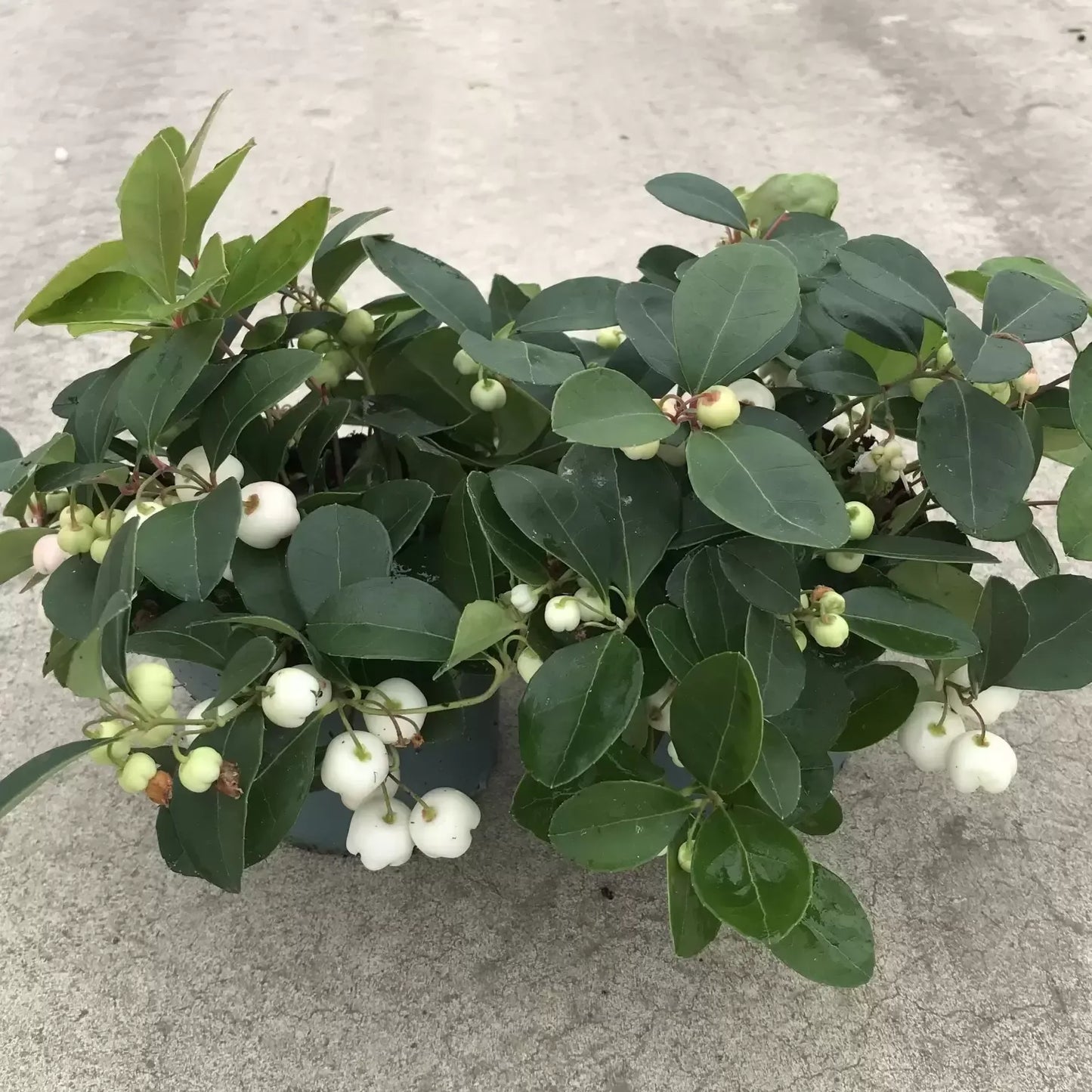 Gaultheria Procumbens White - View 4 from www redcrocus com