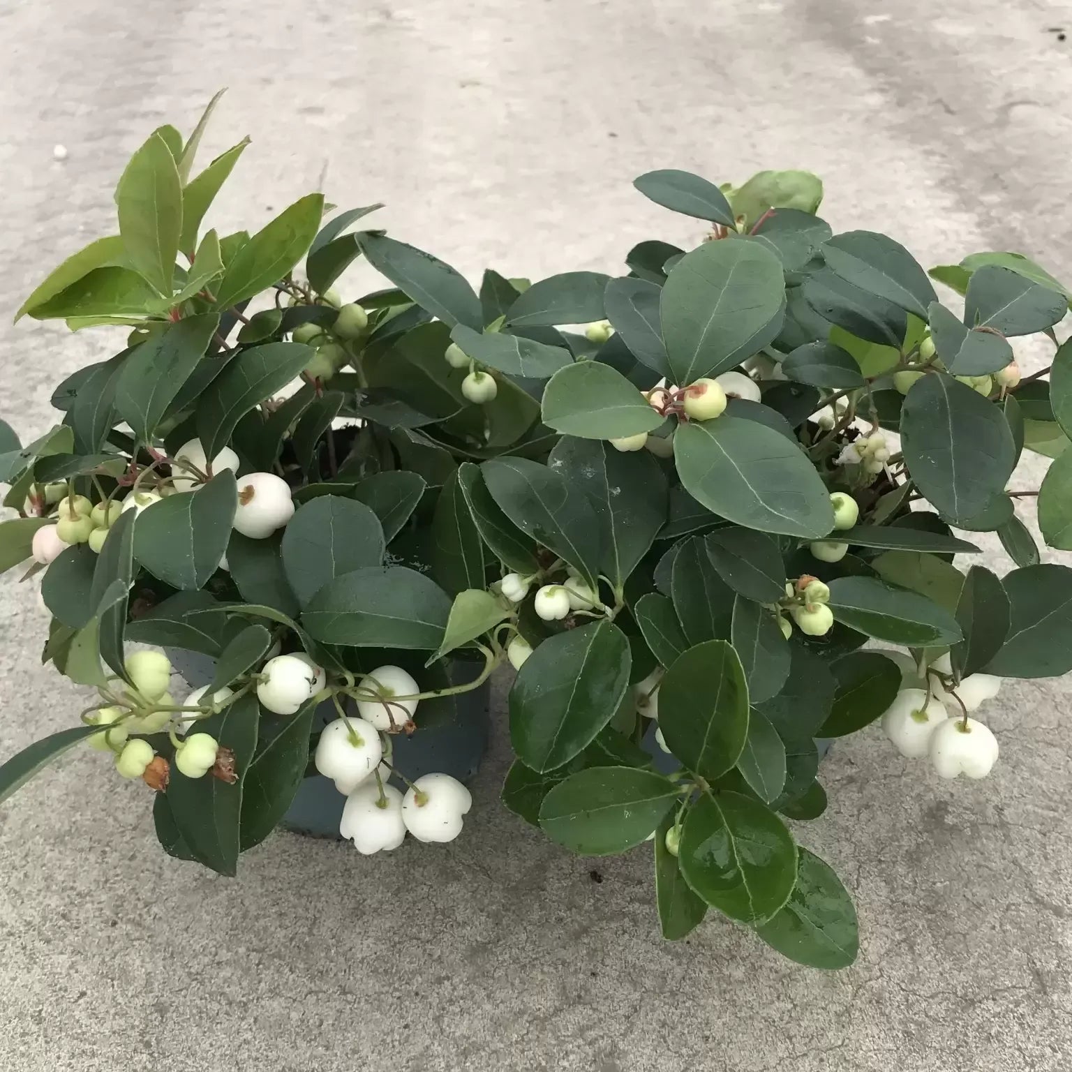 Gaultheria Procumbens White - View 4 from www redcrocus com