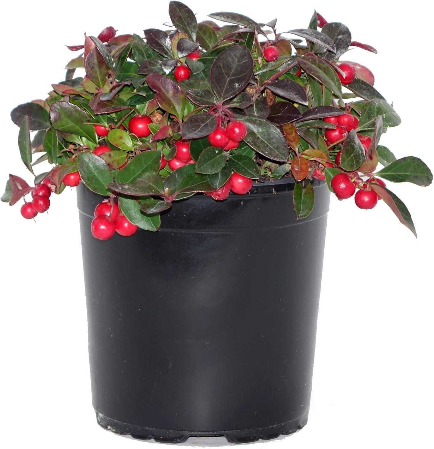 Gaultheria Procumbens White - View 7 from www redcrocus com